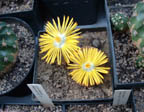 Lithops nelli